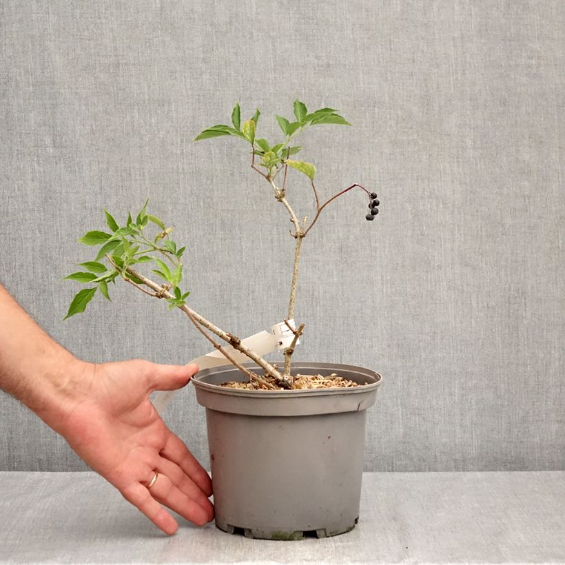 Spécimen de Sureau noir - Sambucus nigra Haidegg 17 Pot de 3L/4L, Touffe tel que livré en été