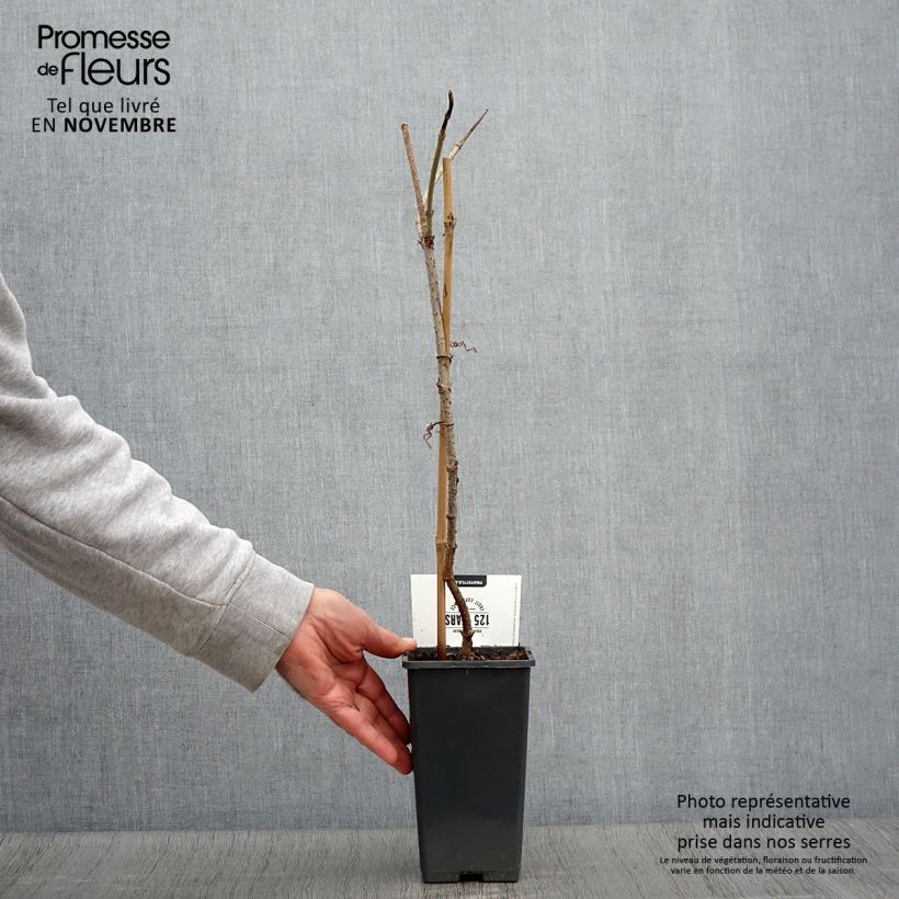 Spécimen de Sureau noir - Sambucus nigra Korsor Pot de 1,5L/2L, Buisson tel que livré en automne
