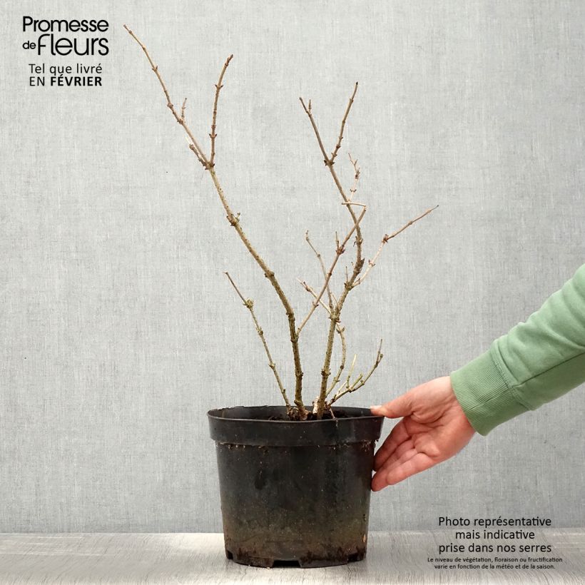 Spécimen de Sureau noir - Sambucus nigra Marion Bull Pot de 4L/5L tel que livré en hiver