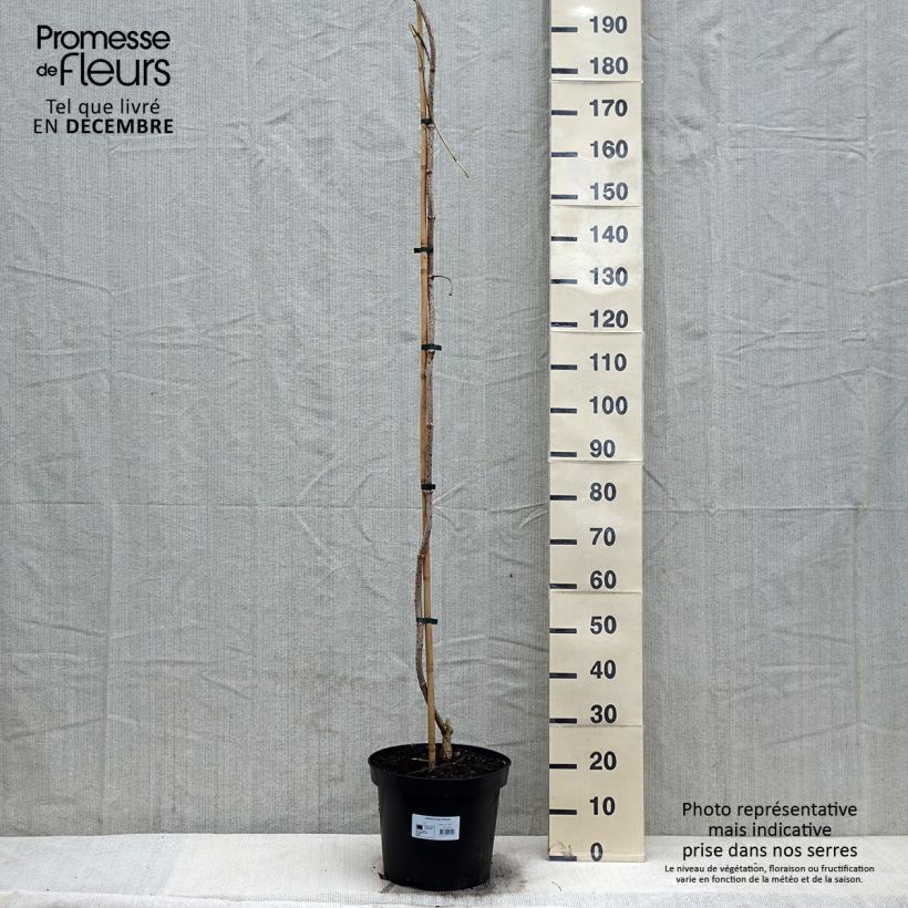 Spécimen de Sureau noir - Sambucus nigra Pendula Pot de 7,5L/10L tel que livré en hiver