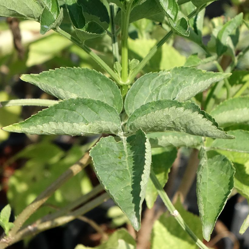 Sureau noir - Sambucus nigra (Feuillage)