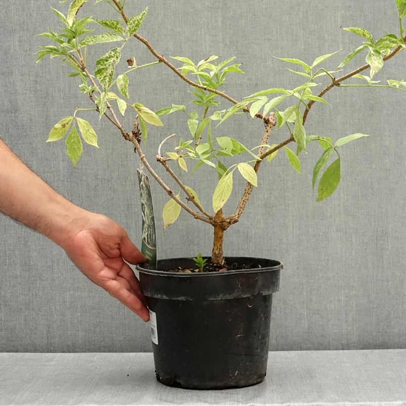 Spécimen de Sureau noir - Sambucus nigra Pulverulenta Pot de 3L/4L tel que livré en été