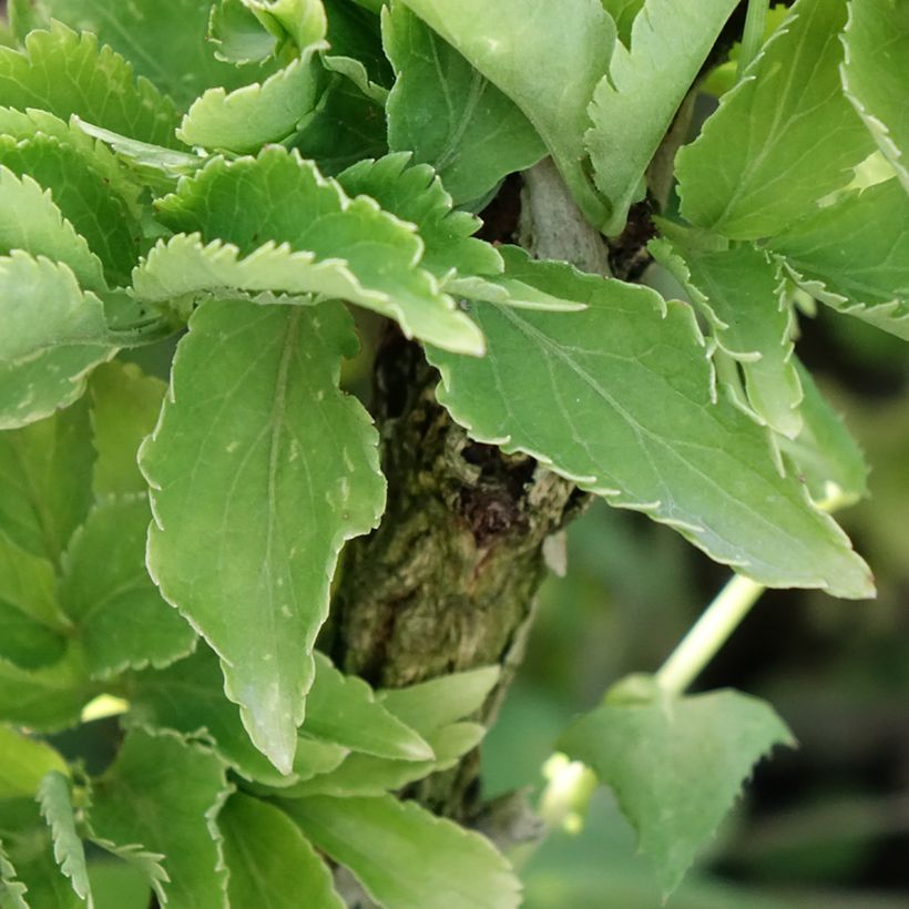 Sureau noir - Sambucus nigra Pyramidalis (Feuillage)
