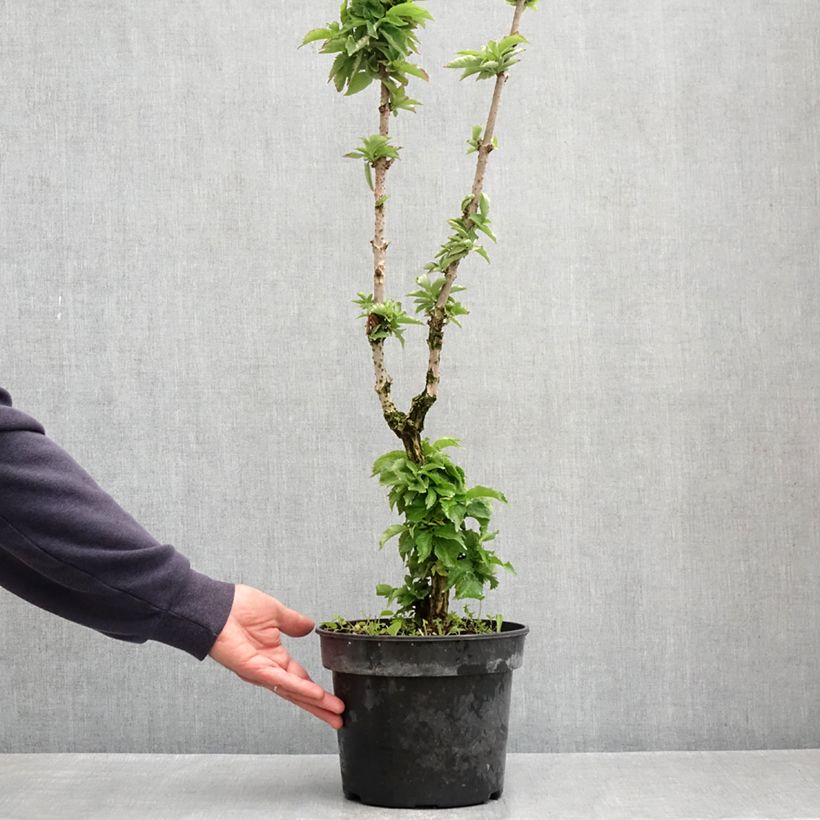 Spécimen de Sureau noir - Sambucus nigra Pyramidalis Pot de 4L/5L tel que livré au printemps