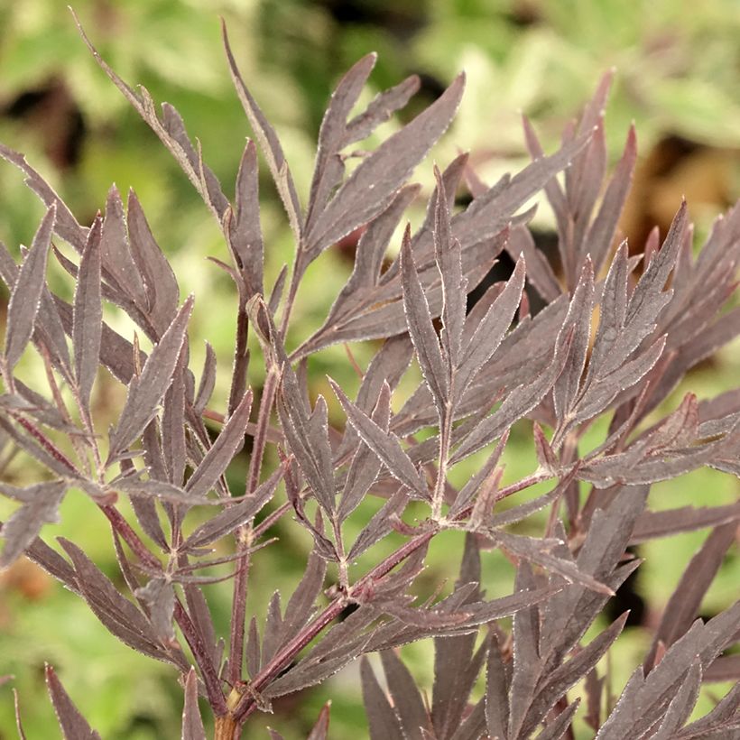 Sureau noir - Sambucus nigra Straight Laced (Foliage)