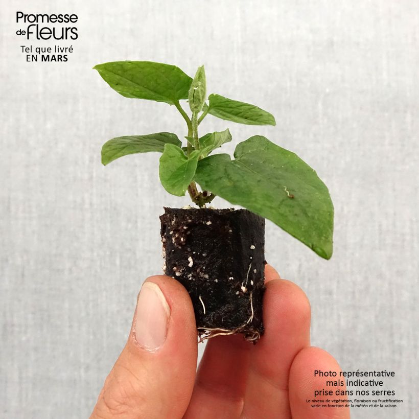 Spécimen de Suzanne-aux-yeux-noirs - Thunbergia Sunny Suzy Cherry Mini-motte Ø 3/4 cm tel que livré au printemps