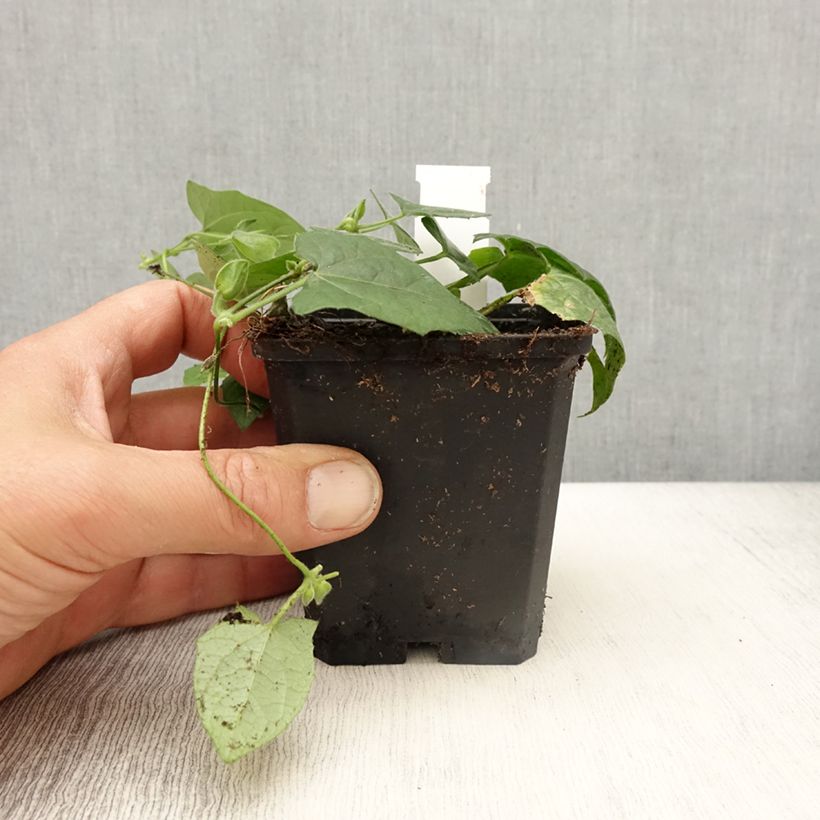 Spécimen de Suzanne-aux-yeux-noirs - Thunbergia Tangerine Slice Godet de 8/9 cm tel que livré au printemps