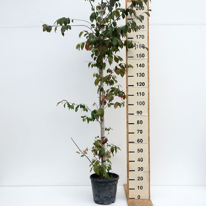 Spécimen de Sycoparrotia semidecidua Autunno Rosso Pot de 12L/15L tel que livré en été