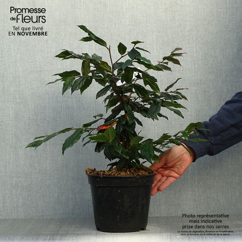 Spécimen de Sycoparrotia semidecidua Purple Haze  Pot de 3L/4L tel que livré en automne