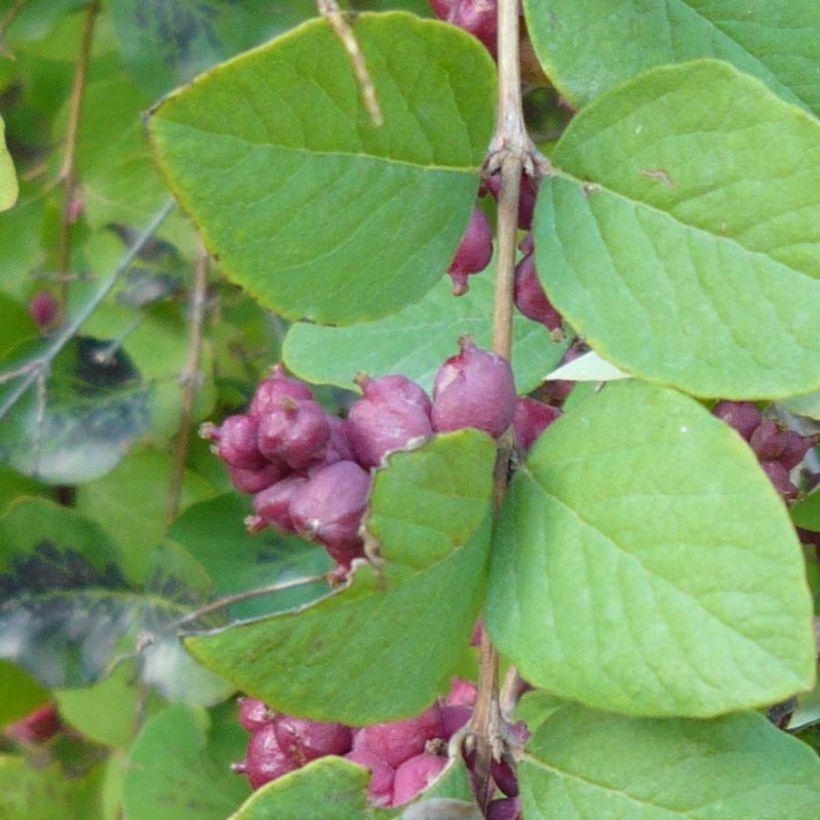 Symphorine - Symphoricarpos orbiculatus (Foliage)