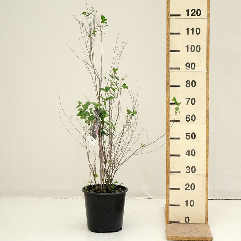 Spécimen de Symphorine blanche - Symphoricarpos albus Pot de 7,5L/10L tel que livré au printemps