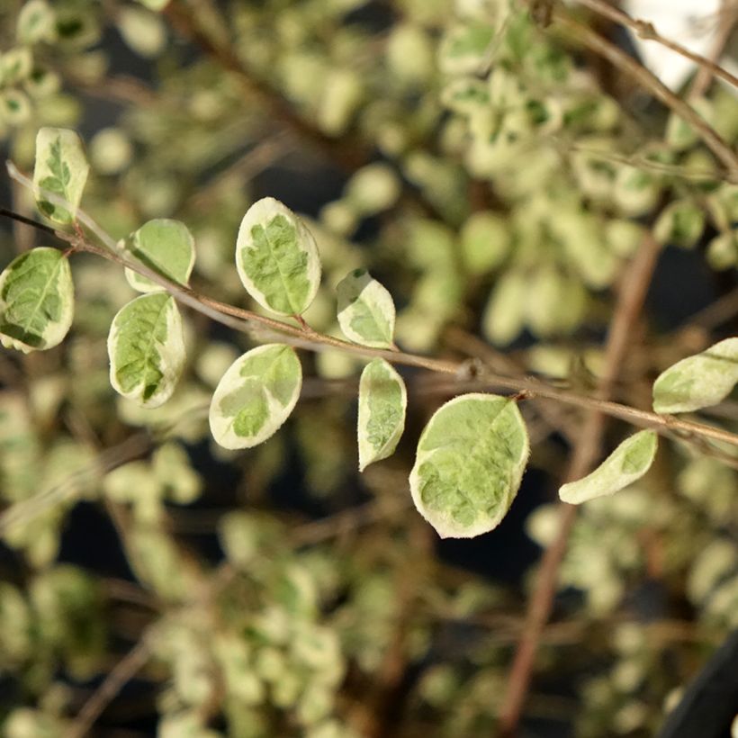 Symphorine de Chenault Fiesta Berry - Symphoricarpos chenaultii (Feuillage)