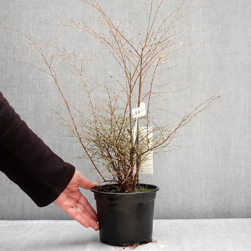 Spécimen de Symphorine de Chenault Fiesta Berry - Symphoricarpos chenaultii Pot de 2L/3L tel que livré en hiver