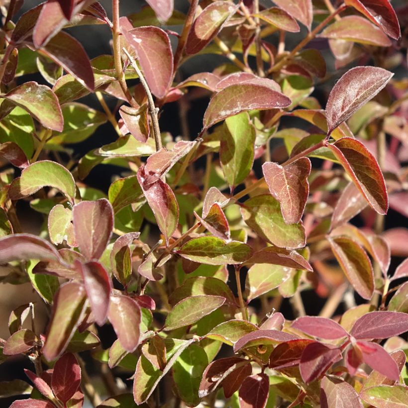 Symphorine - Symphoricarpos Magical Berry Christmas (Foliage)