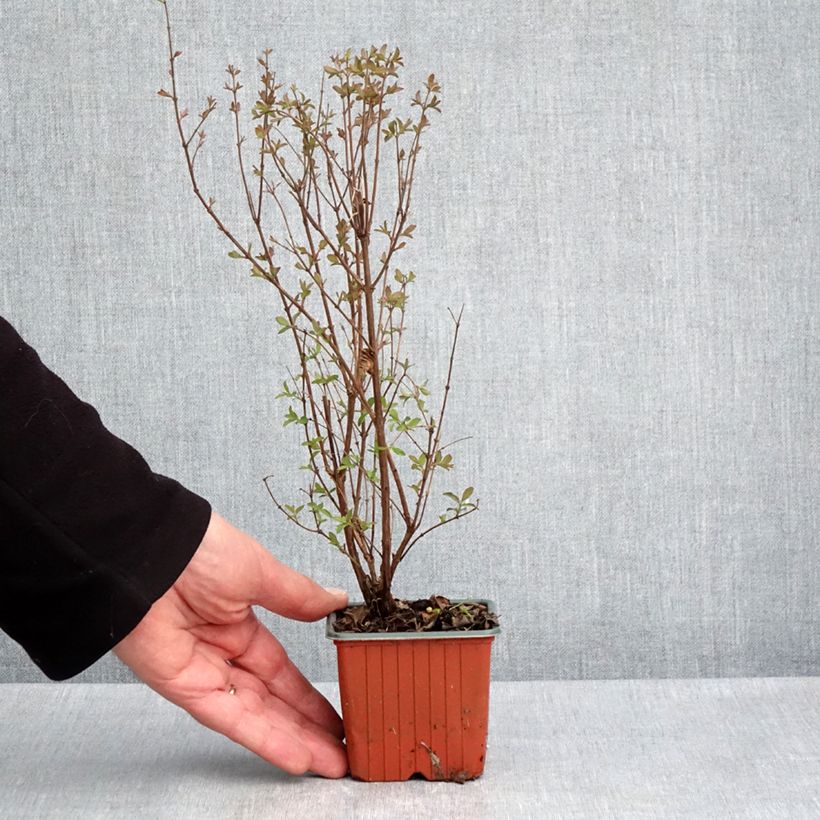 Example of Symphorine - Symphoricarpos Magical Berry Christmas Godet de 8/9 cm as you get in printemps