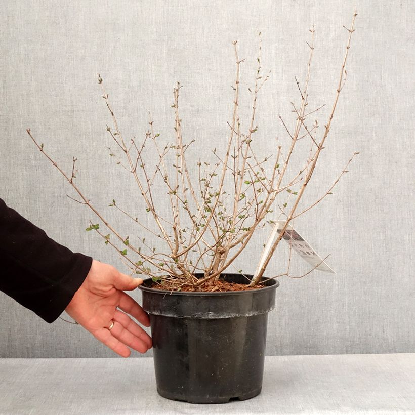 Spécimen de Symphorine - Symphoricarpos orbiculatus Symphony Rumble Pot de 6L/7L tel que livré au printemps