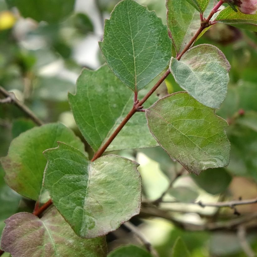 Symphorine - Symphoricarpos orbiculatus Symphony Rumble (Feuillage)