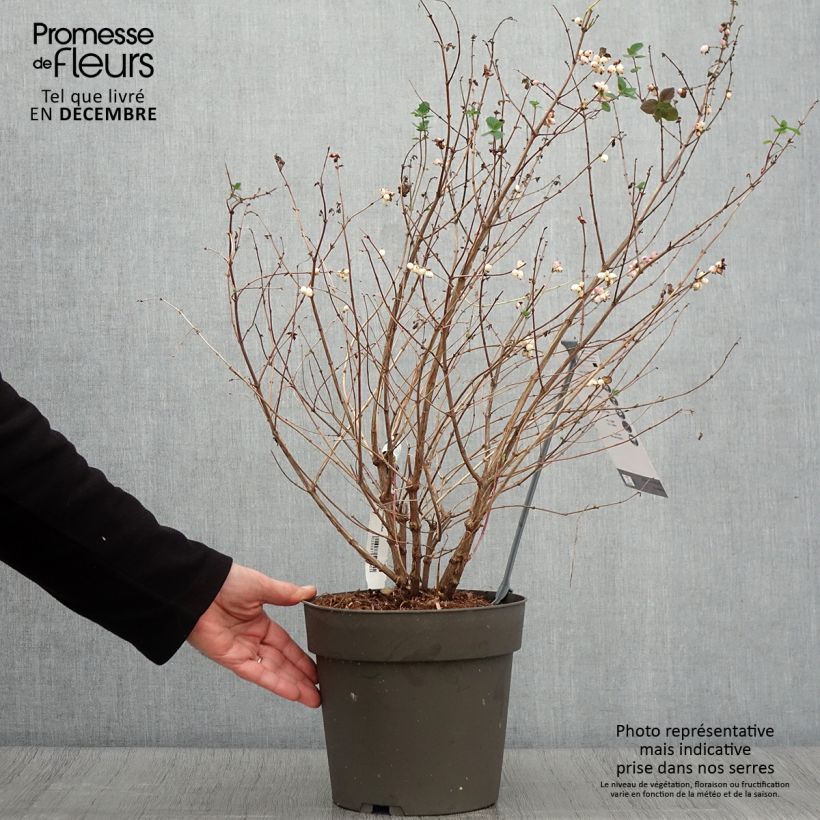 Spécimen de Symphorine - Symphoricarpos orbiculatus Symphony Rumble Pot de 4L/5L tel que livré en automne