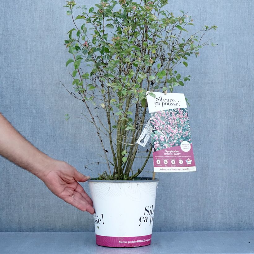 Spécimen de Symphorine - Symphoricarpos x doorenbosii Magical Sweet Pot de 4L/5L tel que livré en été