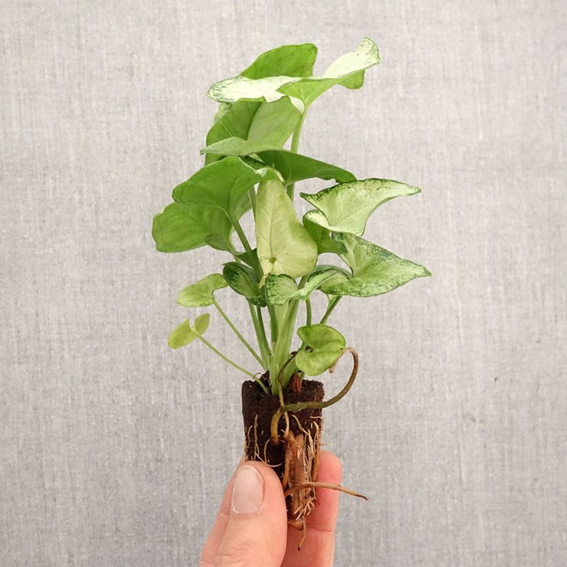 Spécimen de Syngonium Confetti Mini-plante tel que livré au printemps