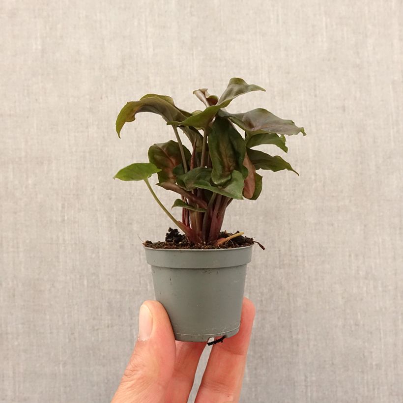 Spécimen de Syngonium Maria Allusion Mini-plante tel que livré au printemps