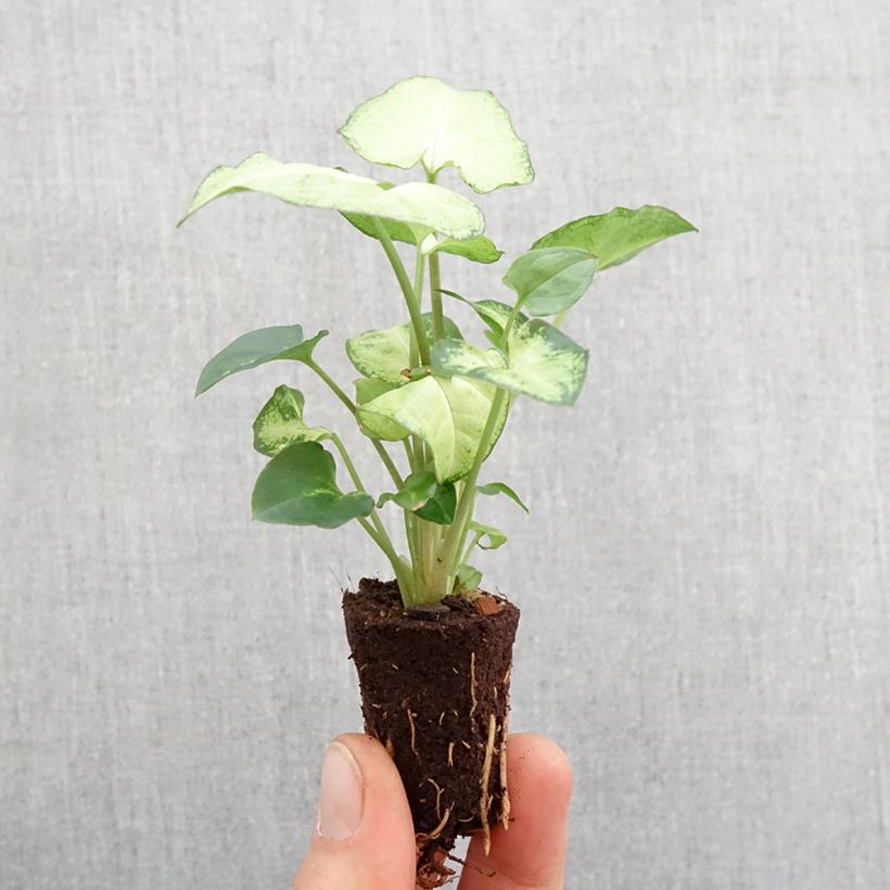 Example of Syngonium Snow White - Patte d'oie Mini-plante as you get in printemps