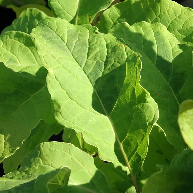Syringa emodi aureovariegata - Lilas d'Himalaya  (Feuillage)