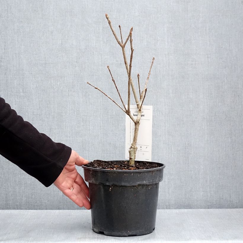 Spécimen de Syringa emodi aureovariegata - Lilas d'Himalaya  Pot de 4L/5L tel que livré au printemps