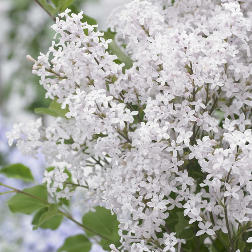 Lilas nain - Syringa meyeri Flowerfesta White (Flowering)