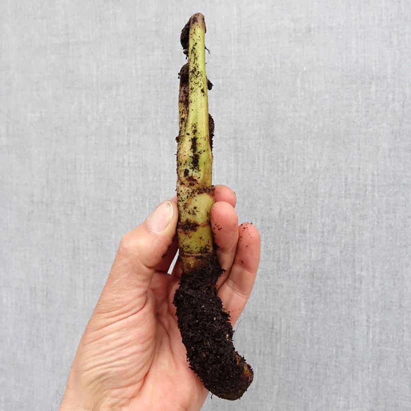 Spécimen de Tacca chantrieri Green Isle - Fleur Chauve-souris   Bulbe calibre I tel que livré au printemps