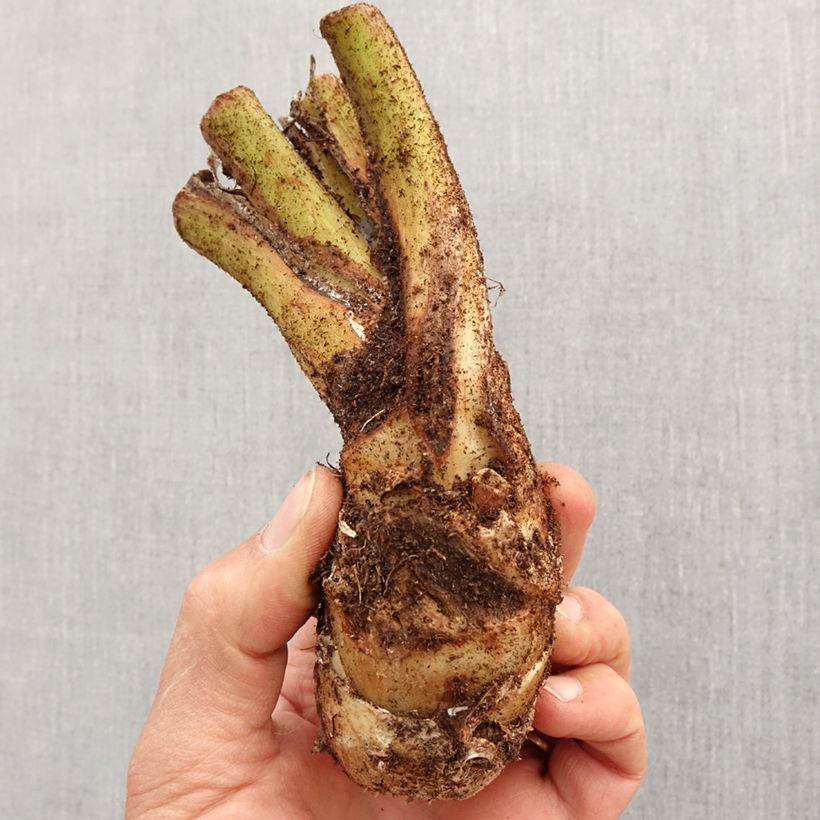 Example of Tacca integrifolia - Fleur chauve-souris   Bulbe calibre I as you get in printemps