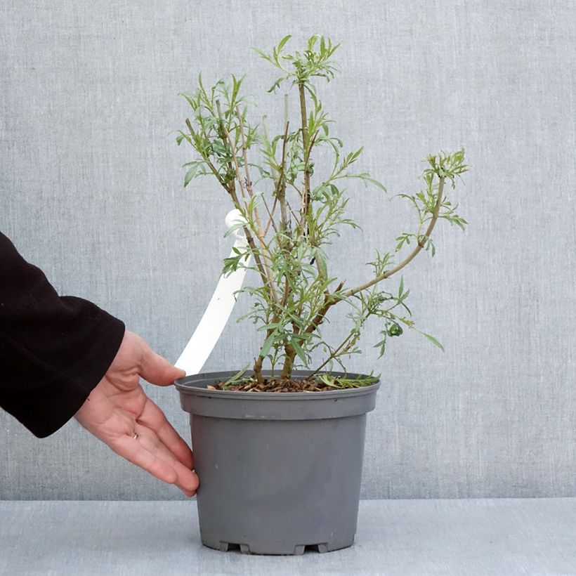 Spécimen de Tagetes lemmonii - Tagète de Lemmon Pot de 3L/4L tel que livré au printemps