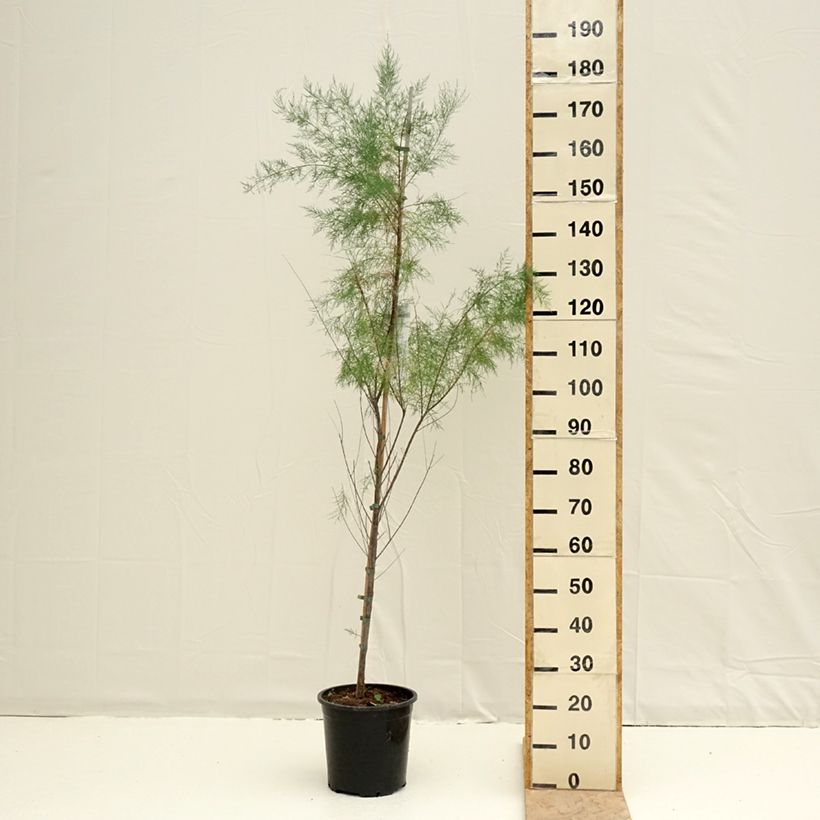 Example of Tamarix ramosissima Pink Cascade Pot de 7,5L/10L as you get in printemps