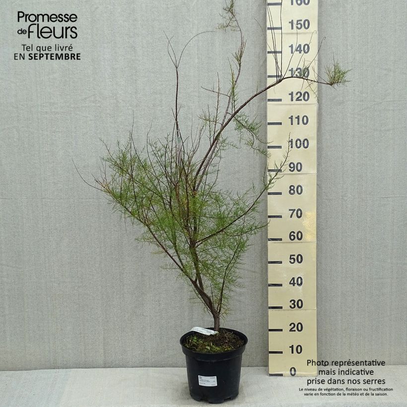 Spécimen de Tamarix tetrandra - Tamaris de printemps Pot de 4L/5L tel que livré en été