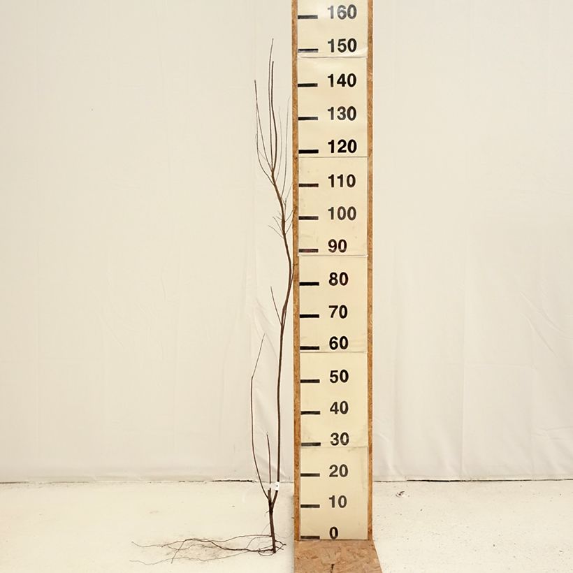 Example of Tamarix tetrandra - Tamaris de printemps Racines nues, Buisson, Ramifié as you get in hiver