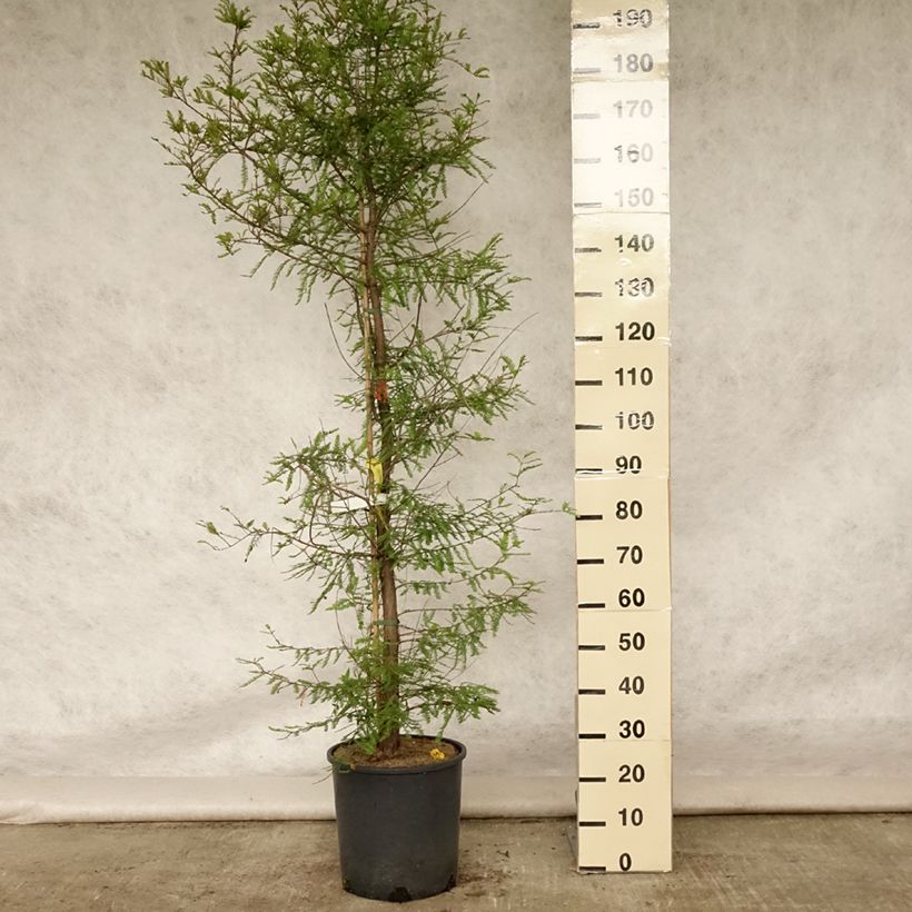 Spécimen de Taxodium distichum - Cyprès chauve Pot de 7,5L/10L tel que livré en été