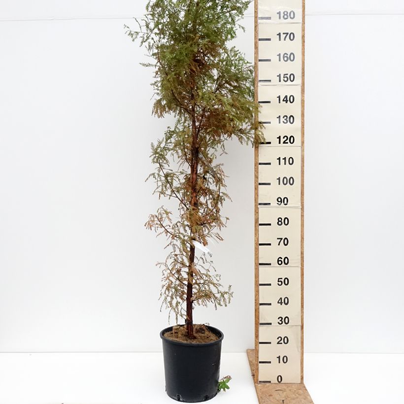 Spécimen de Taxodium distichum - Cyprès chauve Pot de 7,5L/10L tel que livré en automne