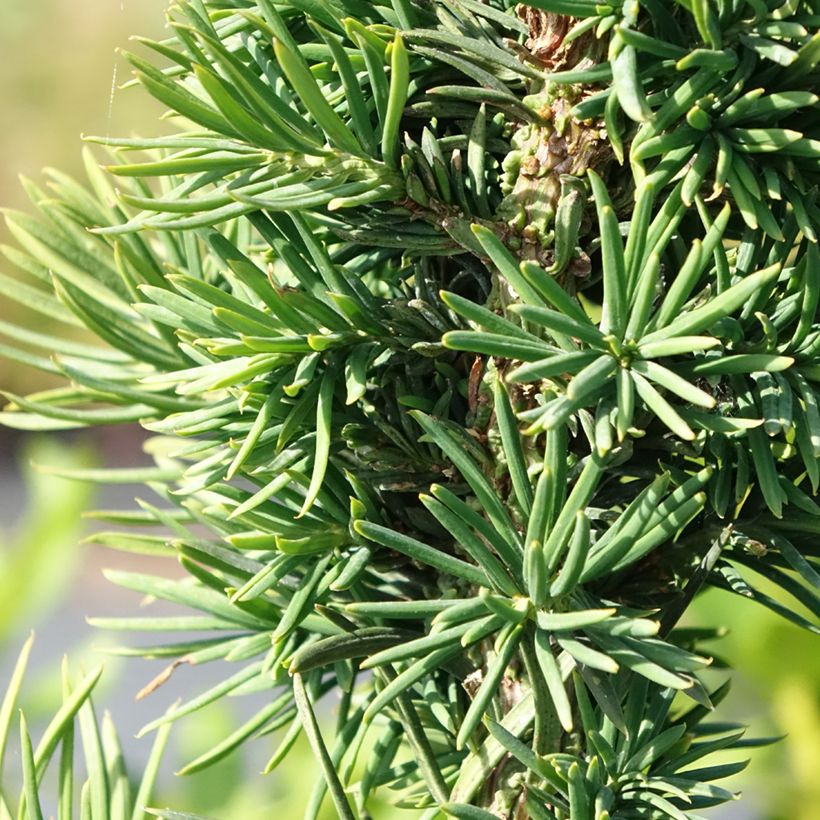 Taxus baccata Cristata - If commun nain (Feuillage)