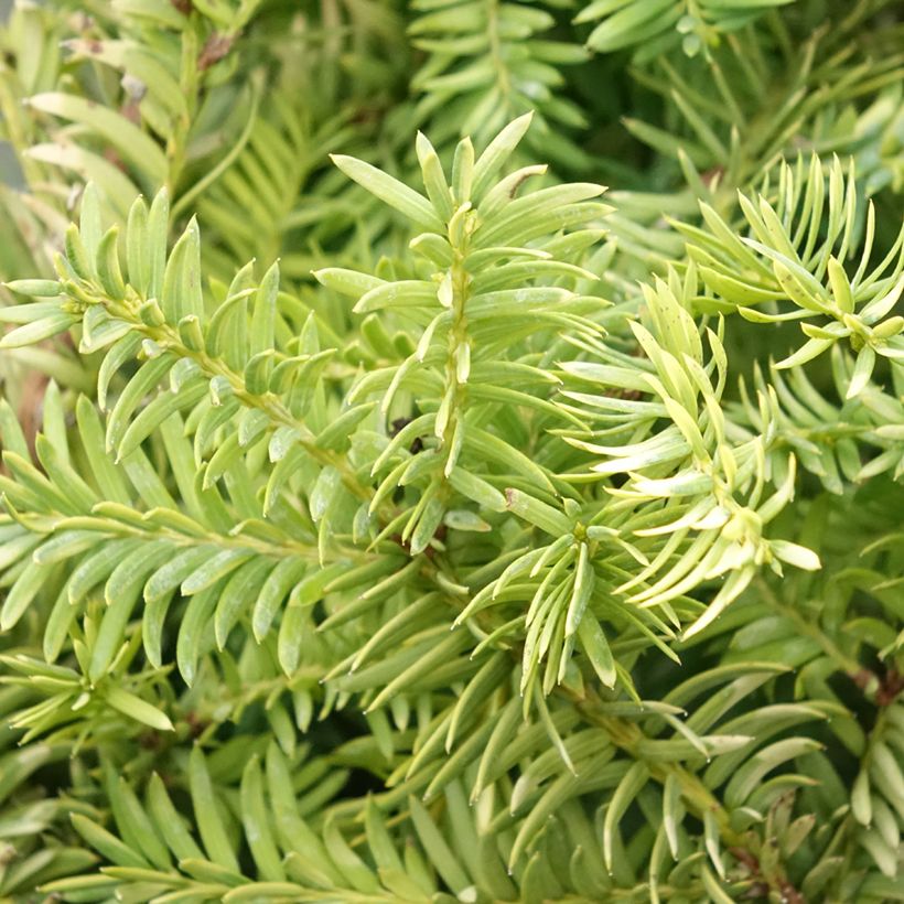 Taxus baccata Elegantissima - If commun (Feuillage)