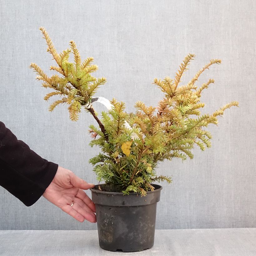 Spécimen de Taxus baccata Elegantissima - If commun Pot de 3L/4L tel que livré en automne