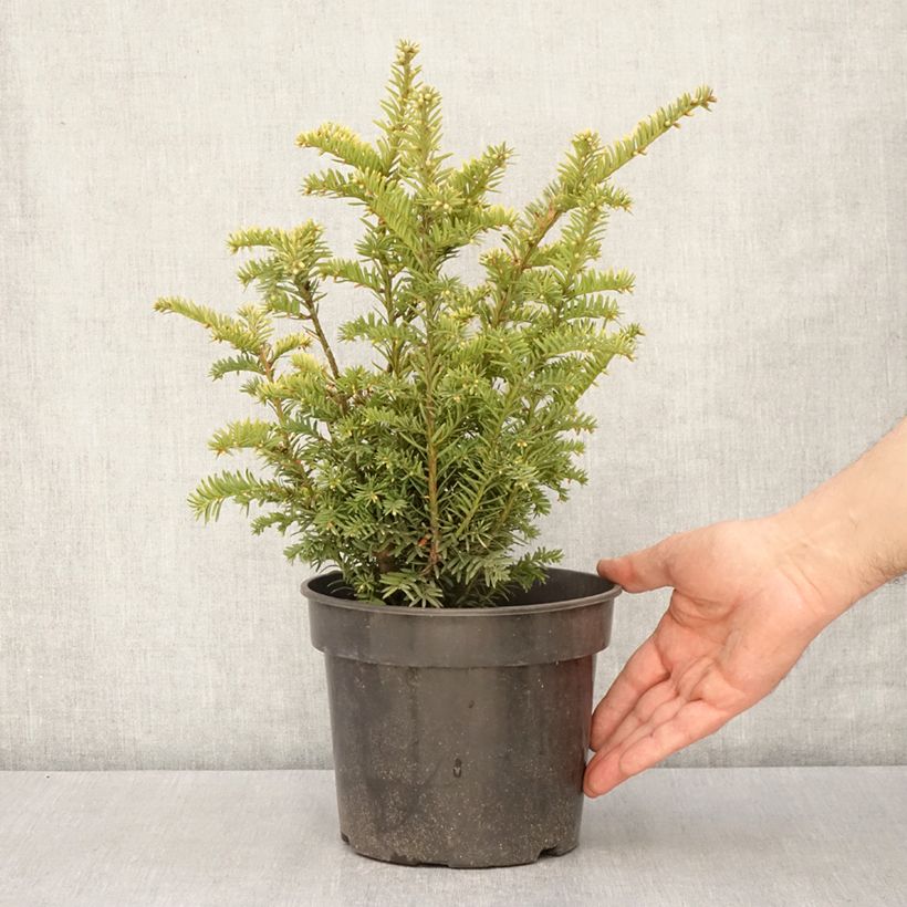 Spécimen de Taxus baccata Elegantissima - If commun Pot de 3L/4L tel que livré au printemps
