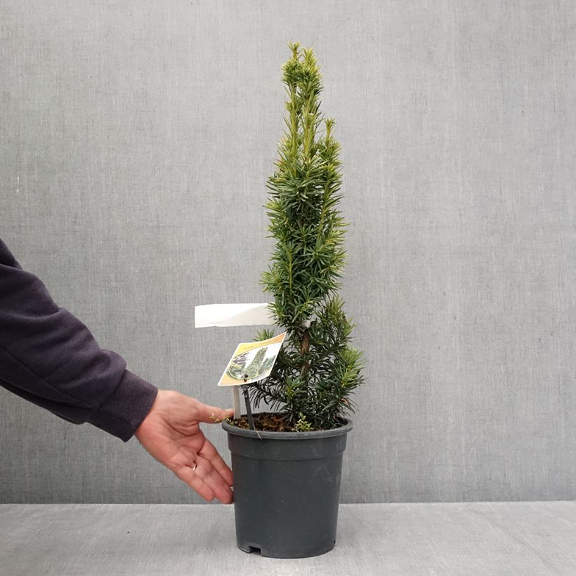 Spécimen de Taxus baccata Fastigiata Aurea - If commun doré Pot de 2L/3L tel que livré en automne