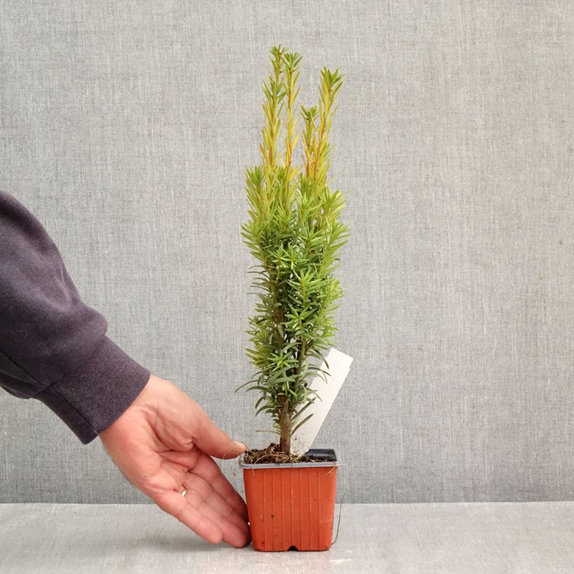 Spécimen de Taxus baccata Fastigiata Robusta - If commun fastigié Godet de 8/9 cm tel que livré en automne