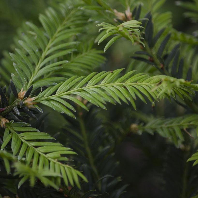 Taxus baccata - If commun (Feuillage)
