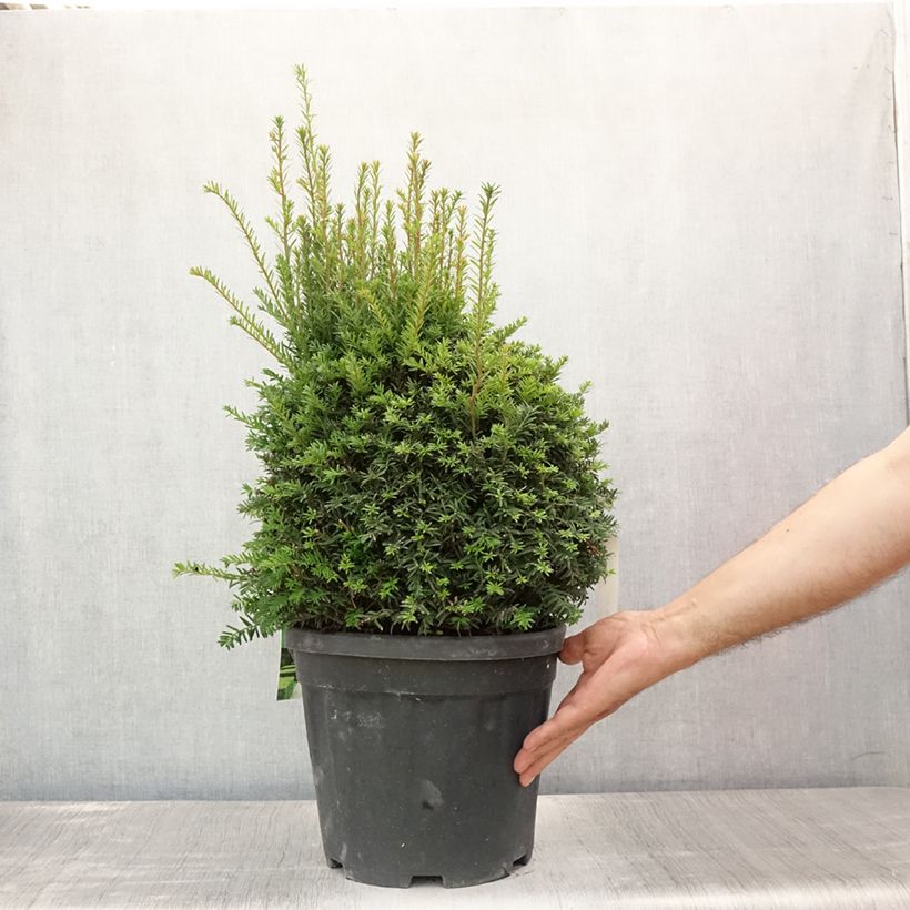 Spécimen de Taxus baccata formé en boule - Topiaire d'if Pot de 7,5L/10L, Boule tel que livré en été