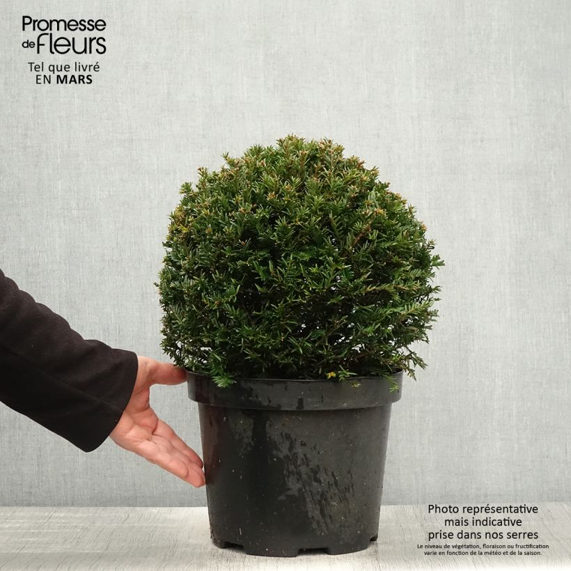 Spécimen de Taxus baccata formé en boule - Topiaire d'if Pot de 7,5L/10L, Boule tel que livré au printemps