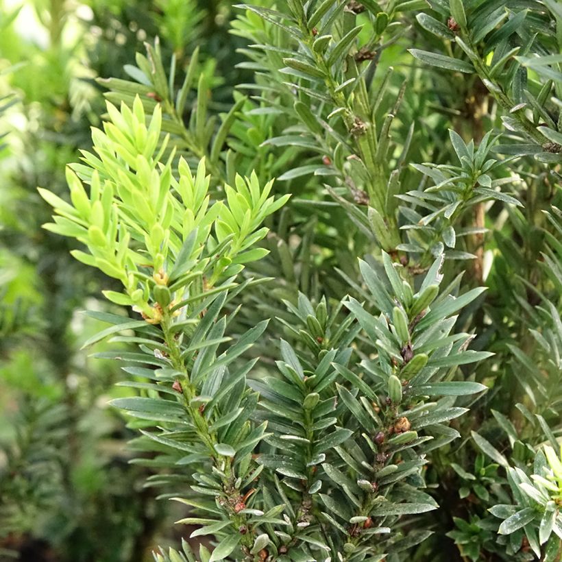 Taxus media Hillii - If hybride (Feuillage)