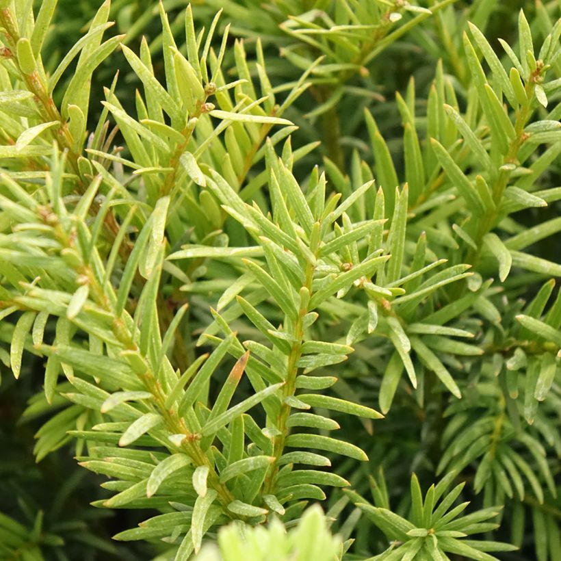 Taxus x media Groenland - If hybride (Foliage)