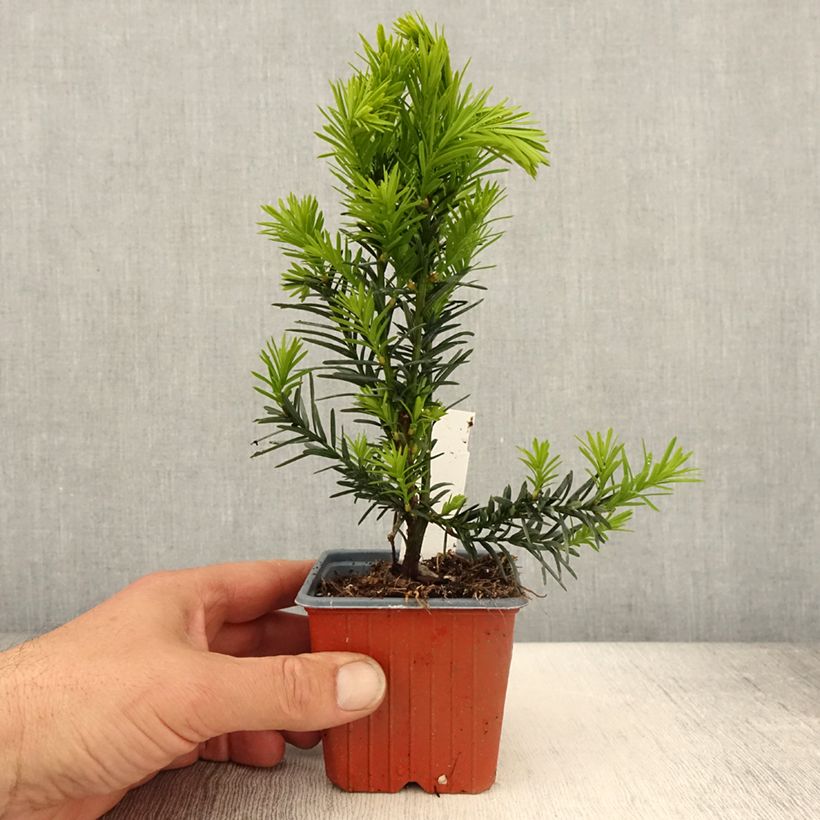Example of Taxus x media Hicksii - If hybride Godet de 8/9 cm as you get in printemps