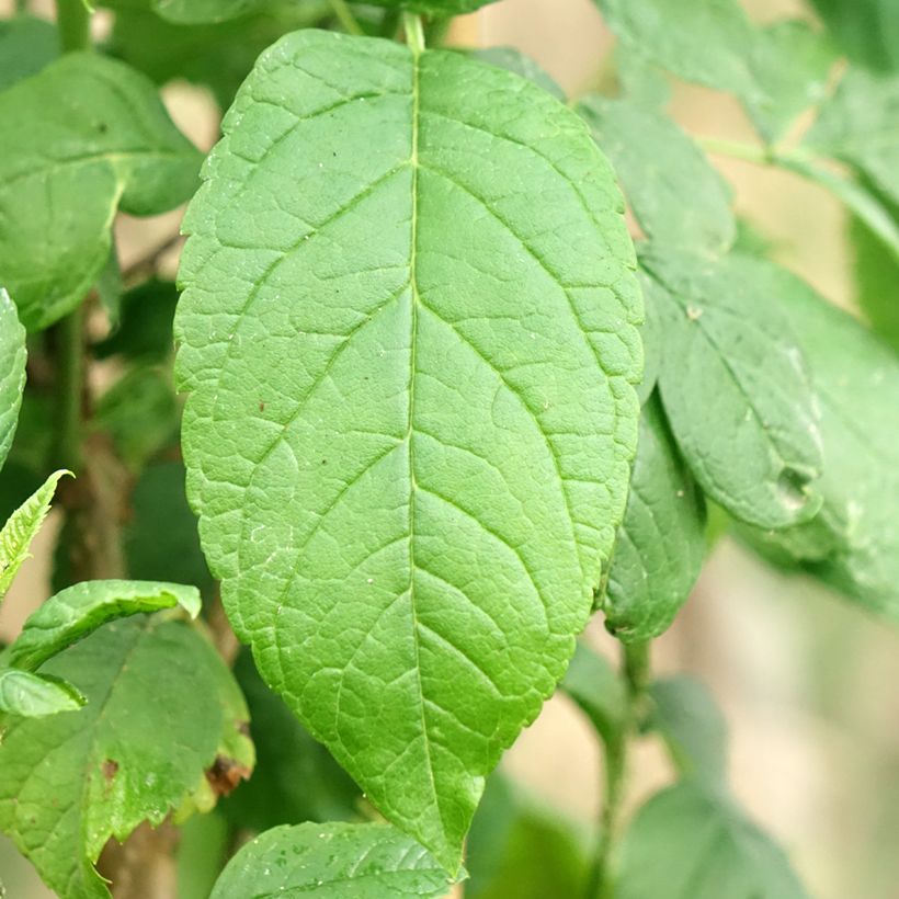 Tecoma stans - Trompette d'or (Feuillage)